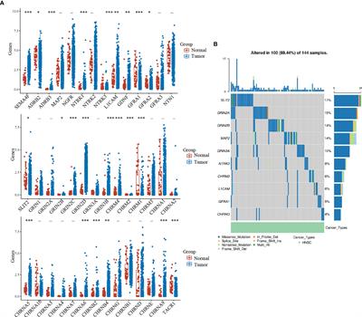 Identification of the Nerve-Cancer Cross-Talk-Related Prognostic Gene Model in Head and Neck Squamous Cell Carcinoma